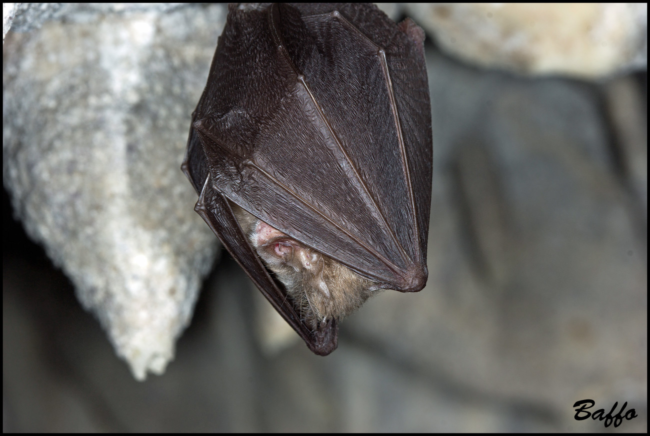 Rhinolophus ferrumequinum - Carso triestino